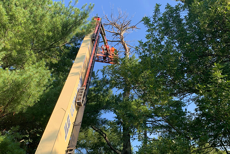 Tree Removal