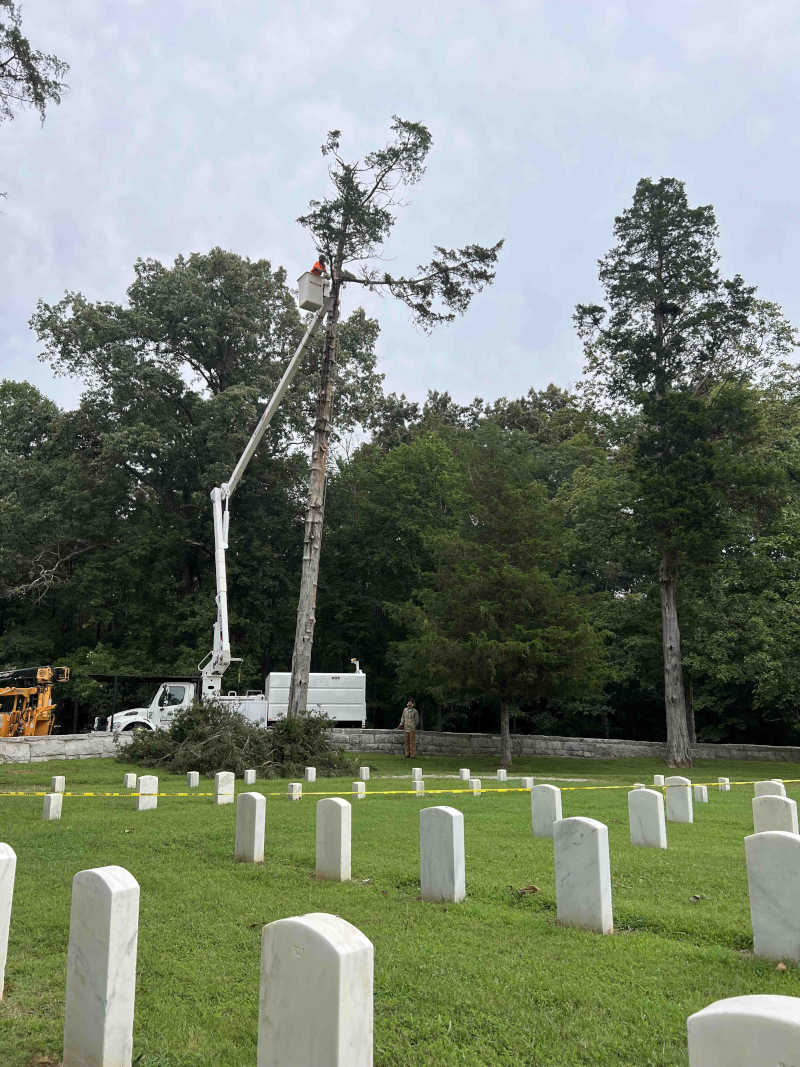Tree Services, Knoxville, TN B&B Tree Management