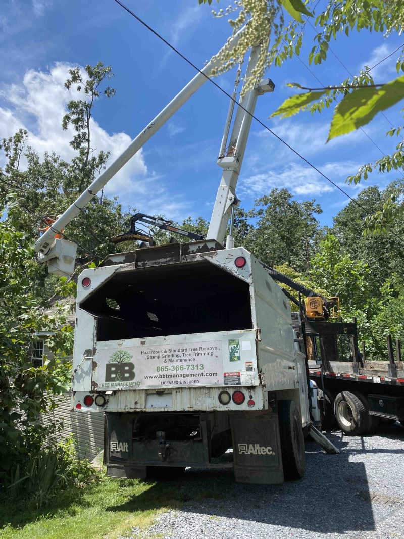 TREE SERVICES