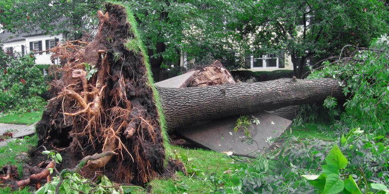 EMERGENCY TREE SERVICE