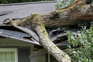 What to Do if You Need Emergency Tree Removal