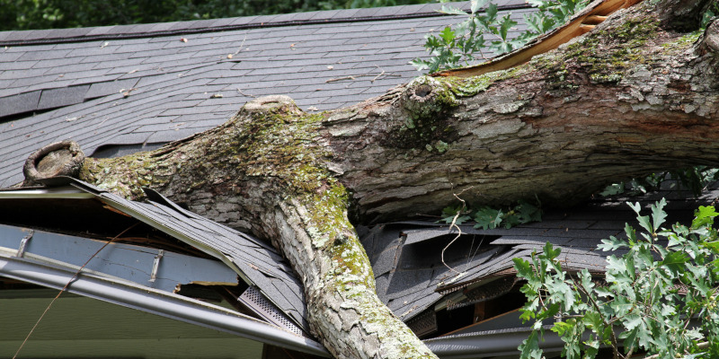 What to Do if You Need Emergency Tree Removal