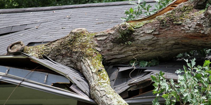 What to Expect from Our Emergency Tree Removal Services