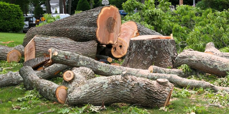 Reasons Why Tree Removal is Often Necessary
