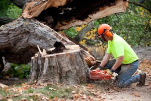 Reasons to Use Our Professional Tree Service