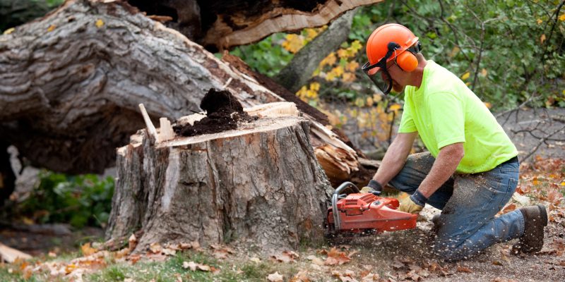 Reasons to Use Our Professional Tree Service
