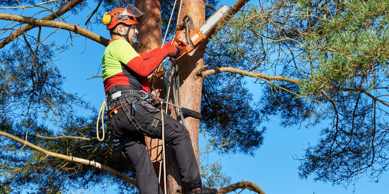 Hallmarks of a Great Arborist