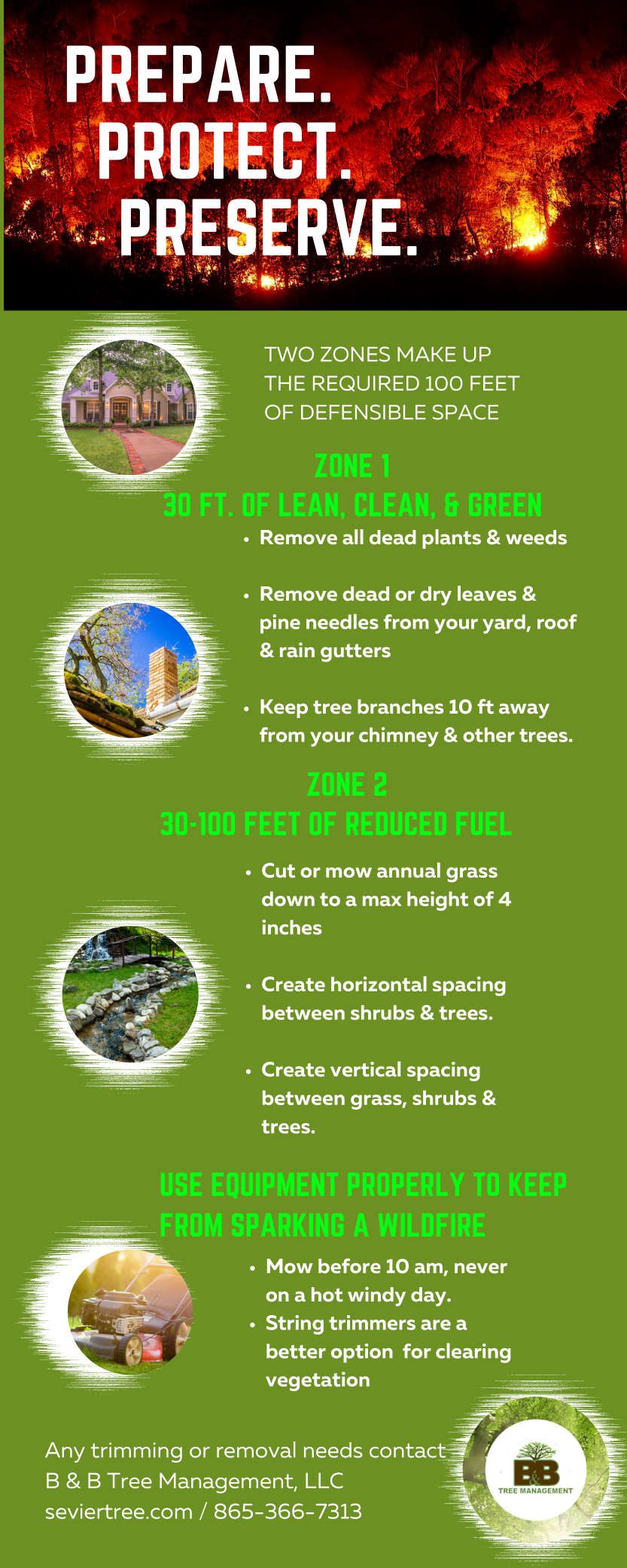 Green & Brown Monstera Plant Fun Facts