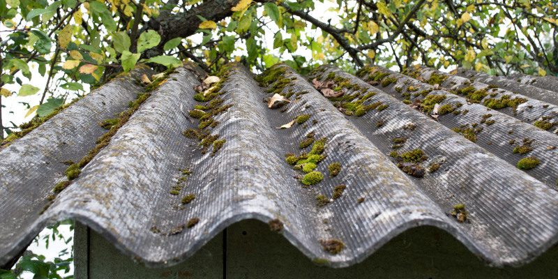 Common Tree Problems and How to Fix Them