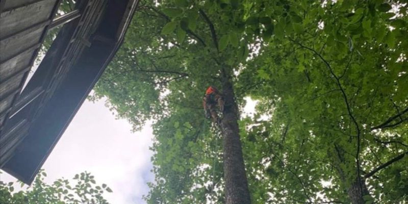 Tree Services