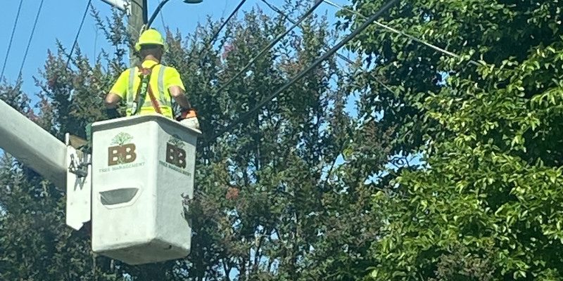 Power Line Brush Clearing in Sevierville, Tennessee