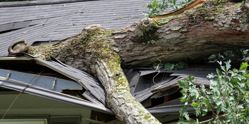 When Do You Need Emergency Tree Services?