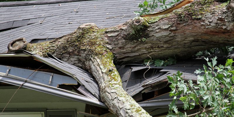 When Do You Need Emergency Tree Services?
