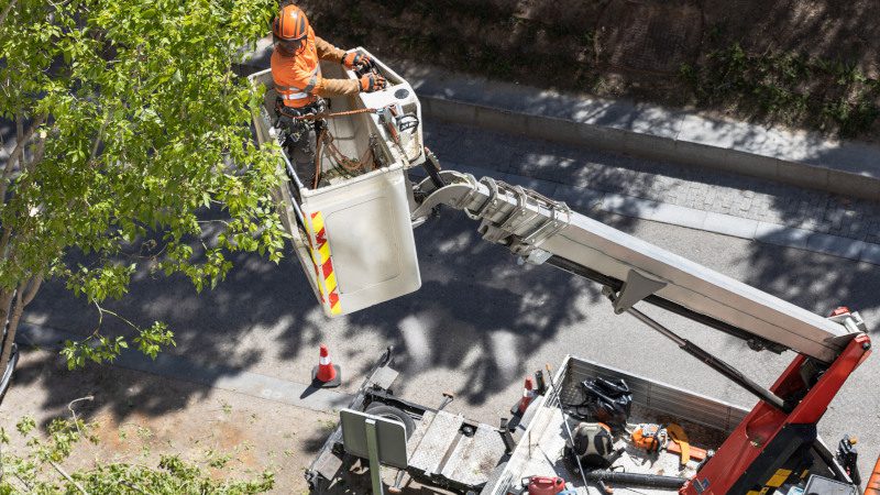 What Are the Best Times for Tree Maintenance?