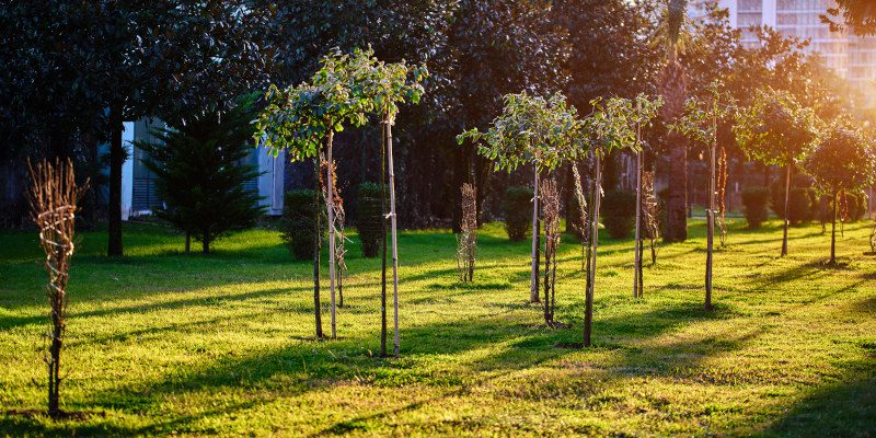 Four Benefits of Tree Planting