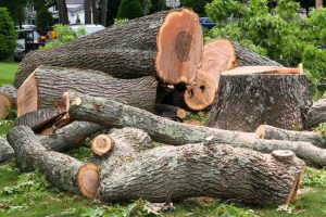When Tree Removal Is the Right Choice for Your Property
