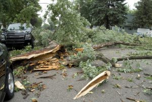 Why You Shouldn’t Wait to Call for Emergency Tree Service