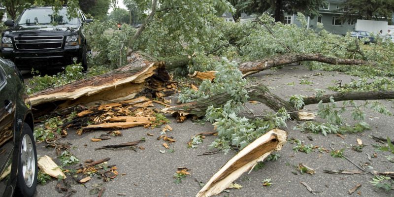 Why You Shouldn’t Wait to Call for Emergency Tree Service