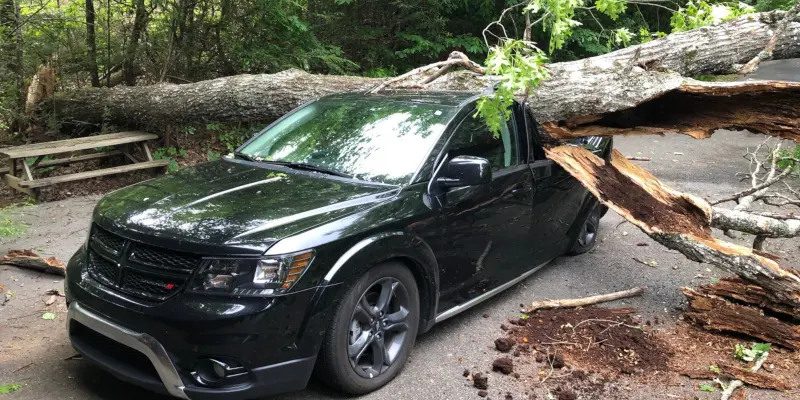 What to Expect from Our Emergency Tree Service