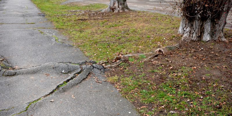Three Signs Your Tree Problems Need Professional Attention