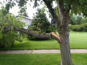 Common Tree Problems You Shouldn’t Ignore