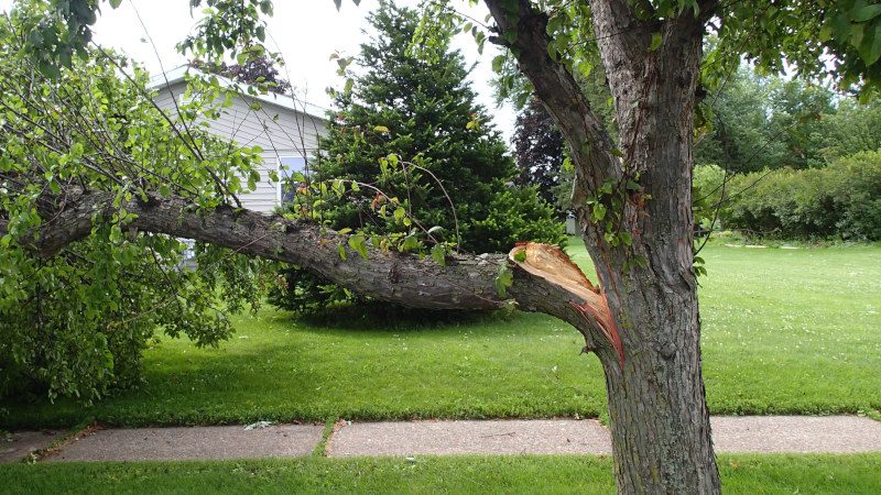 Common Tree Problems You Shouldn’t Ignore