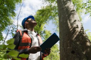 Questions to Ask an Arborist About Your Trees