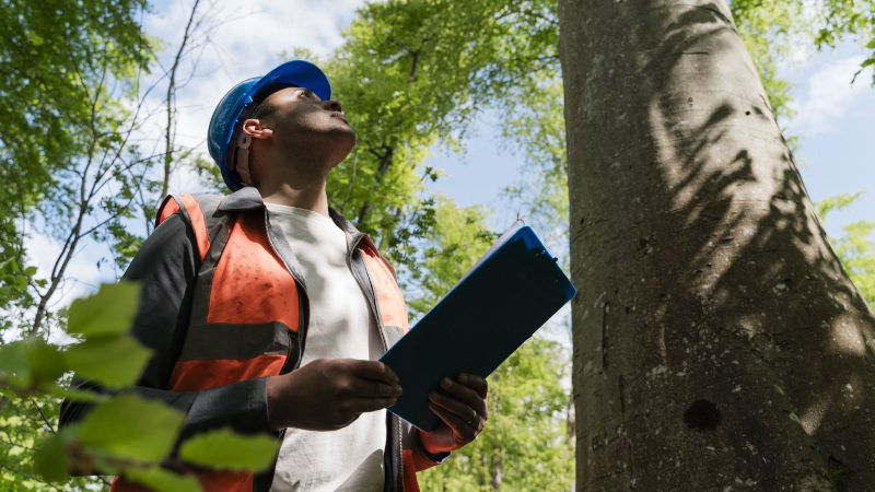 Questions to Ask an Arborist About Your Trees
