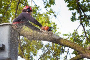 How to Tell If Tree Removal Is Necessary