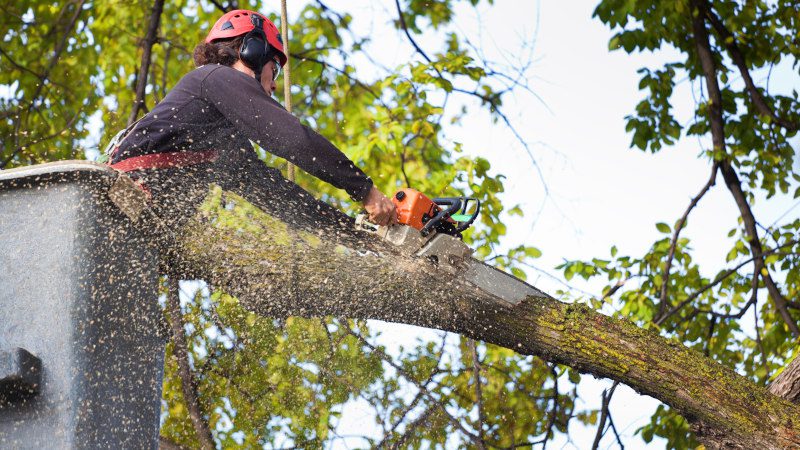 How to Tell If Tree Removal Is Necessary